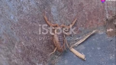 Meet the Deadly Indian Red Scorpion Nature's Venomous Assassin #shorts