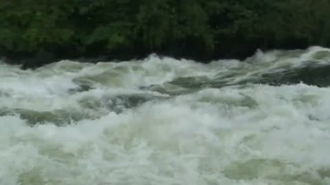 Silverback White Nile - Uganda