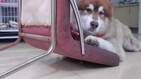 Smart dog and cute funny moment