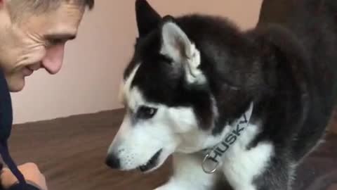 OMG! This Husky Talks. It's Hilarious.