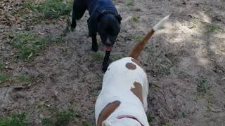 More dog fights (playing)