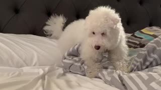 Dog Does Food Dance Before Eating