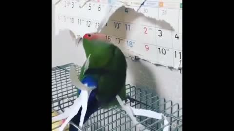 The parrot messes with the daily diary