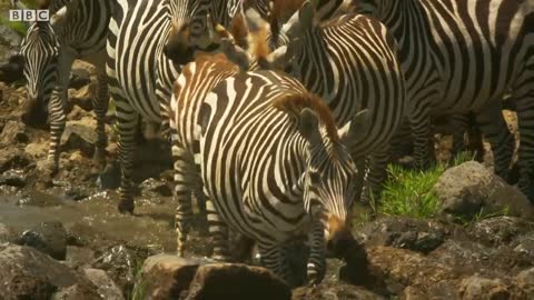 Shani the Zebra vs Crocodiles | Serengeti: Story Told by John Boyega | BBC Earth