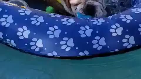 This Bulldog loves the pool to cool off