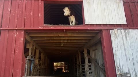 Rose The Climbing Calf