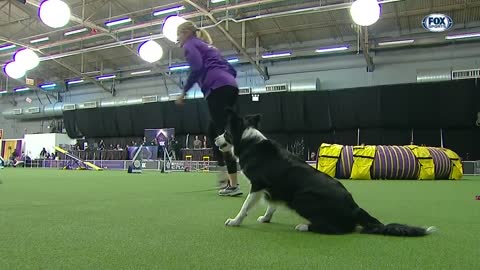 Border collie wins back-to-back titles at the 2019 WKC