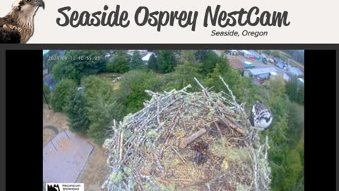 Osprey Cam Live