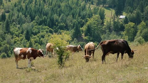 Cows grazing on a green pasture in a Romanian village