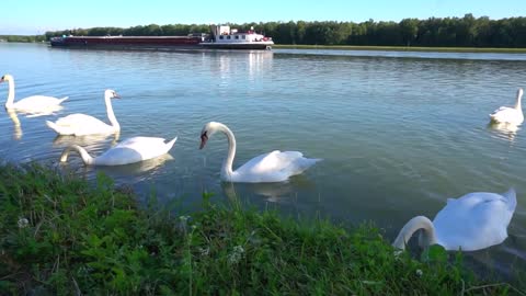 flock of swans swimming and resting near danube