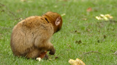 see this little monkey eating bread, so cute