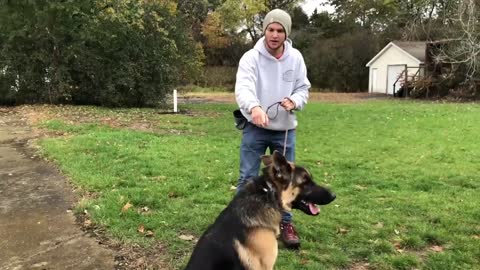 How to stop Dog Anxiety, Aggression, Pulling on the leash! German Shepherd Training Full tutorial