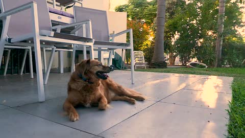 Dog ecstatic after waking up to a yard full