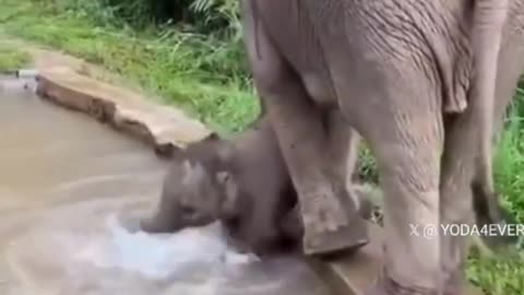 Baby Elephant’s Splash Victory! 🐘💦🚫🤣🌊🎉