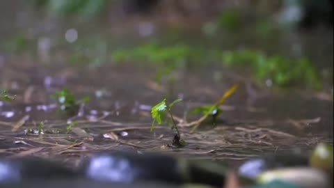 30 Minutes of Rain Sounds And Thunder Storm: Sleep, Relax, Meditate