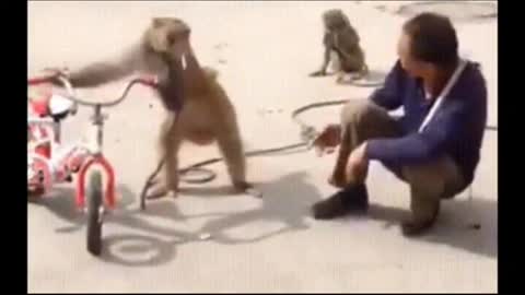 #Funny monkey##