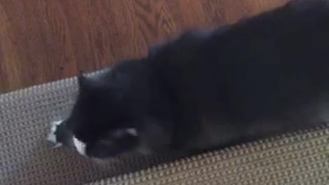 Cat makes begging motion toward owner