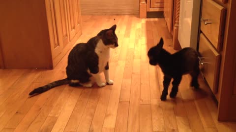 Cute Baby Goat Tries To Headbutt Cat