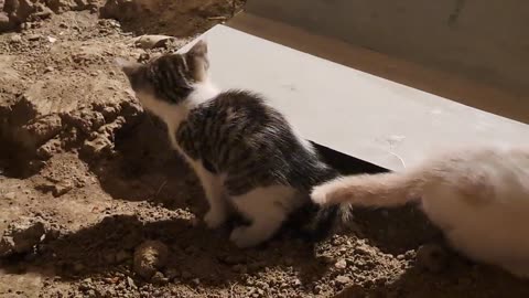 Baby cats covered the poop with soil (Smart, thoughtful Kittens)