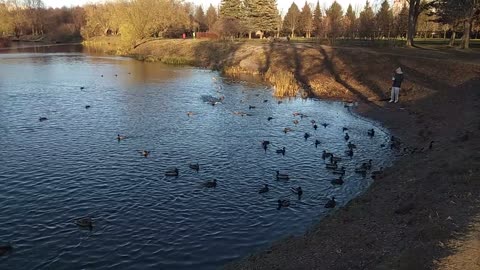 Feed the ducks in the Park