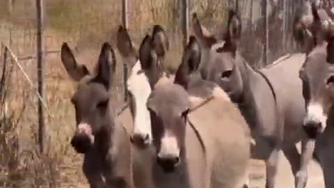 The March of the Donkeys.