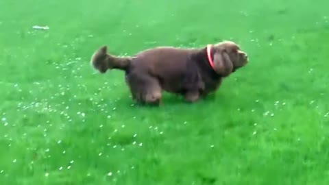 Newfie and Cavalier have cutest training session