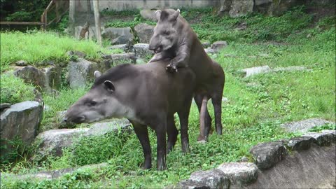 Brazilian Tapir is Too Long to Get it On