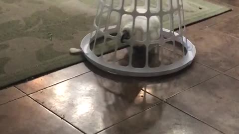 Cookie the Cockatoo drives basket around home