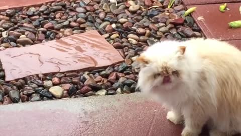 Funny Cats Will Make You Laugh For Hours!!! Cat Videos, Compilation Video