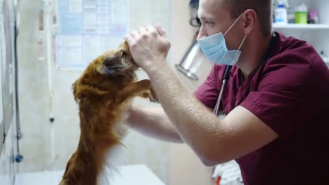 The vet examines the dog at the reception