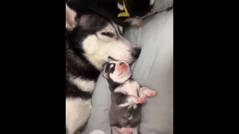 The Funniest and Cutest Husky Compilation of 2021 | Funny Pet Videos