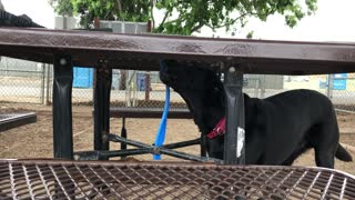 Labrador tries to remove a stick from hole in the table