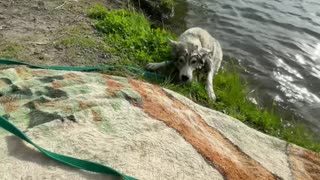 Husky Puppy Accidentally Rolls into Water