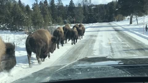 Bison Parade Through the Park