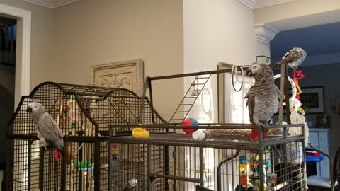 My 3 Beautiful Parrots , George , Lily and Odie