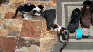 Kitten Mayhem