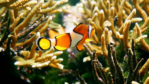 clown fish swimming through coral reef