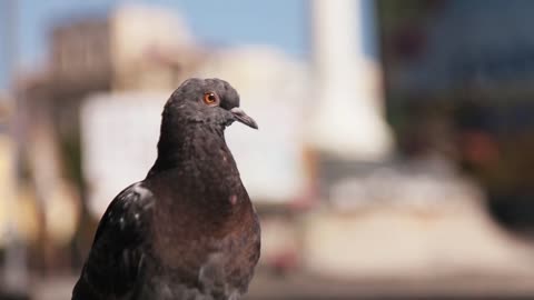 Close up white beautiful dove grey pigeons animal bird city feather nature park pigeon wild