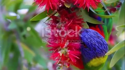 Discover the Vibrant Rainbow Lorikeet of Australia