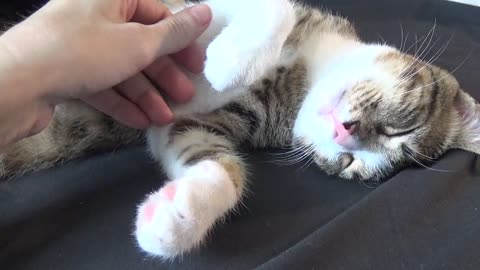 Sweet Purring Kitten Has a White Belly