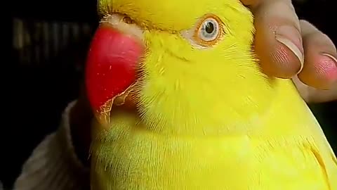 Talking parrot tells owner it wants "tickle tickle"