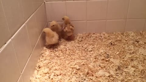 Baby Cochin Chicks, Tribble, Heckle and Jeckle.