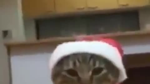 Omg very funny cat video