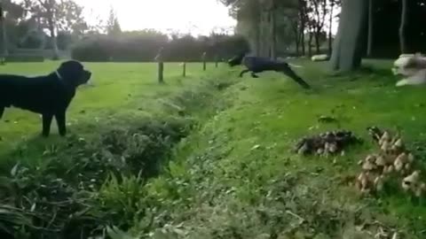 Dog Jump Fail