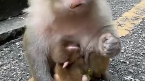 Cute monkey eat