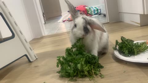 Bunny FooFoo Loves Cilantro