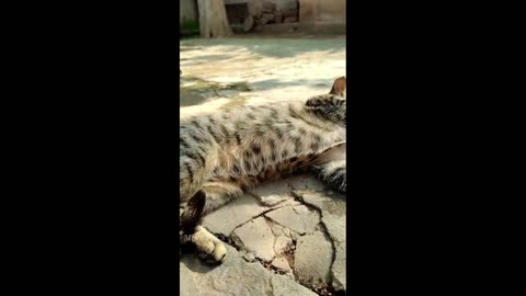 FUNNY CATS are the perfect mood booster 😂 Best FUNNY CAT videos 2024