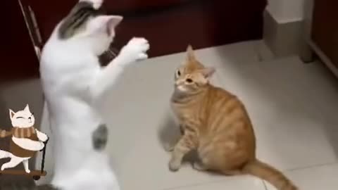 funny cat video