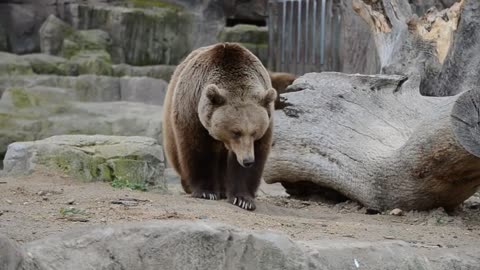 zoo bears