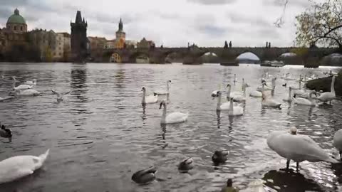 Swans swimming on the banks of a river